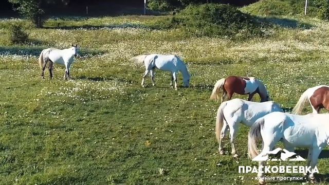 Красота лошади и горы