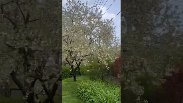 весенний сад он всегда прекрасен 

Химки Московская область 
байки слепого садовника