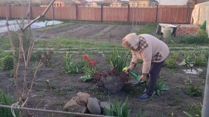 Что нового на клумбе. Жизнь станичная на пенсии.