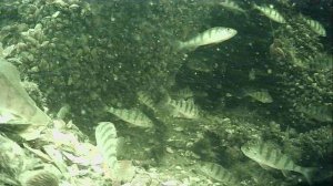 1000016446.mp4Волга гл.2м.29.04.2026г.