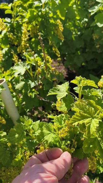 смородина после обработки 29 апреля #теплица #дача #садоводничество #огород #уходзатеплицей