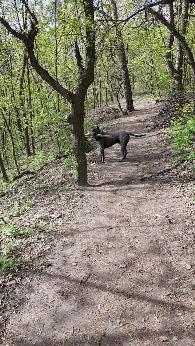 Кане-корсо на прогулке. 28.04.26