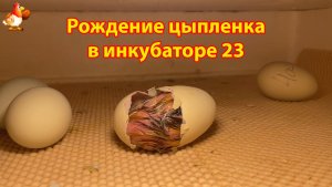 Рождение цыпленка за 12 минут в инкубаторе 23