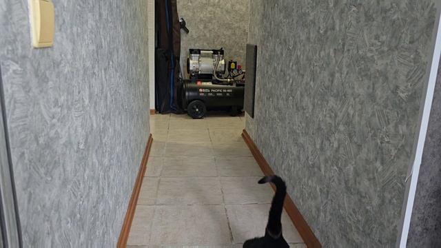 Белку-обманули!!