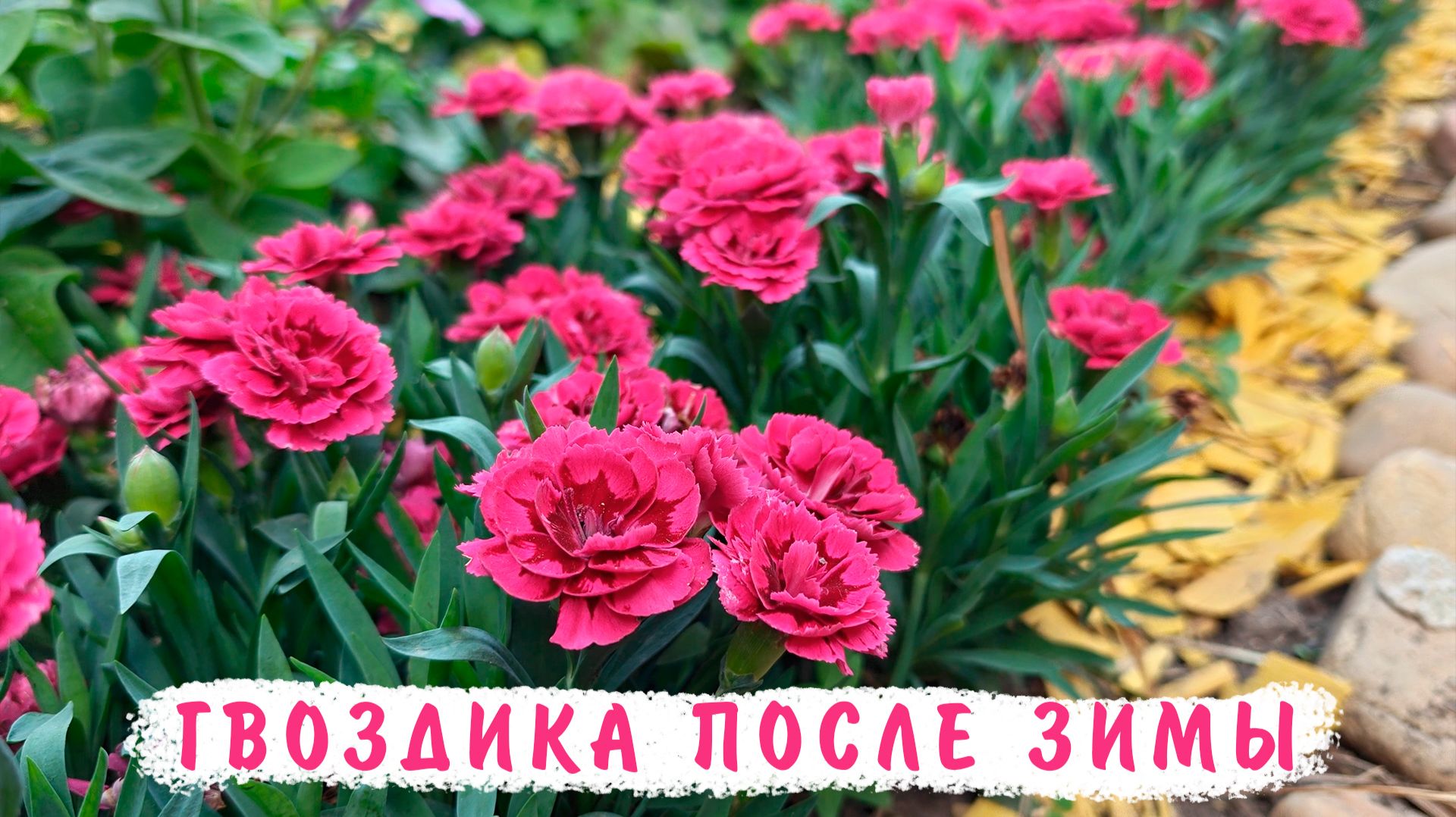 Гвоздика гибридная. Как перезимовала? Что делать как обрезать как размножить? Как ухаживать?