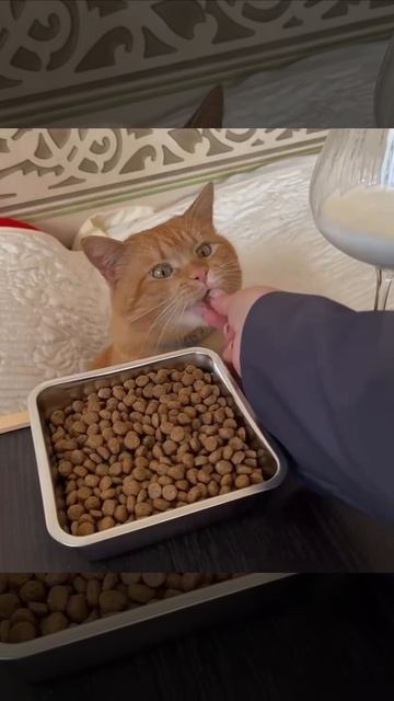 Всё для рыжего принца!!!