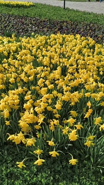 Пусть радует весна теплом..... 29.04.26.