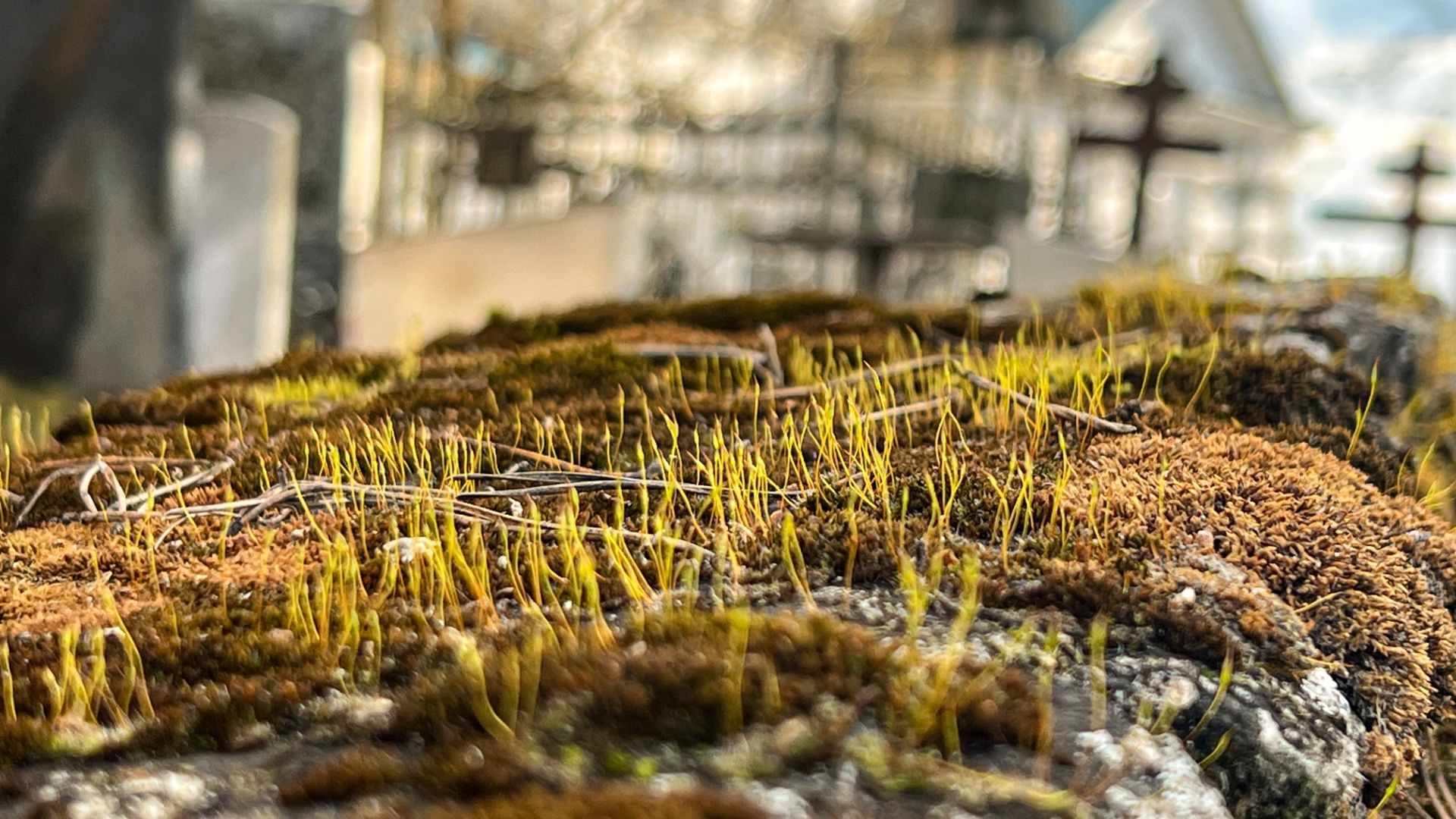 2026 4 апр 17 Возвращение Клыково Оптина Шамордино Боровск