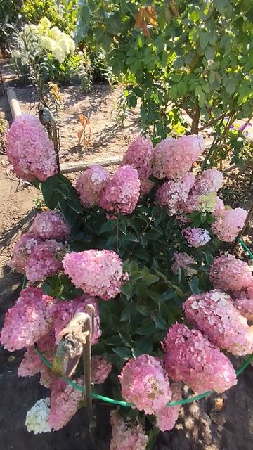 Метельчатая гортензия Самарская Лидия.