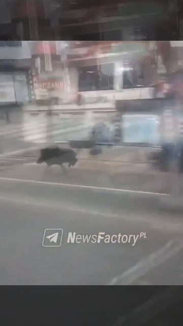 🐗  В турецком городе Батман кабан 