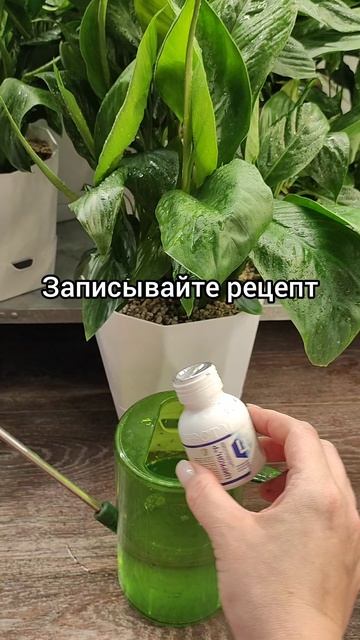 Проблема СУХИХ КОНЧИКОВ у СПАТИФИЛЛУМА решится на раз два три! Сделайте ТАК!