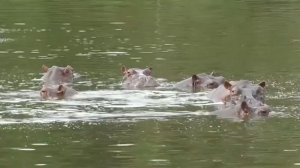 «Кокаиновые бегемоты» бесконтрольно расплодились в Колумбии