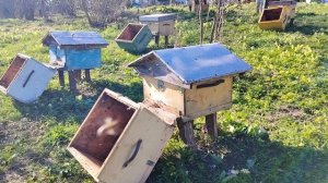 Закончили пересадку пчёл. Весенние работы на пасеки. Майский мед.