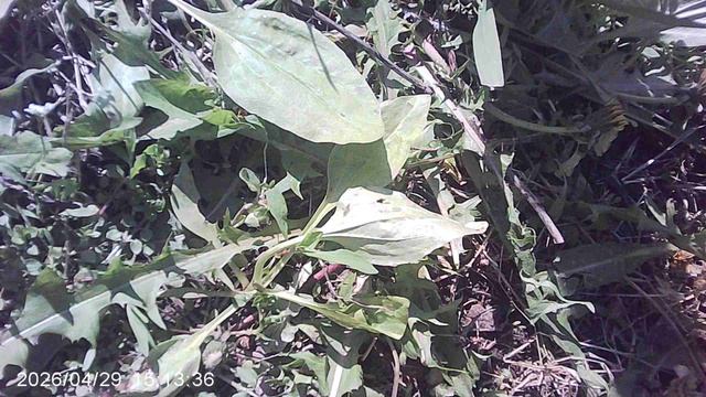 Удаление сорняка - острицы