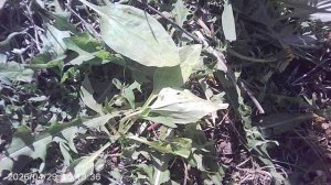 Удаление сорняка - острицы