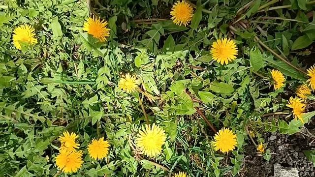 #конец апреля все начинает расцветать