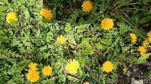 #конец апреля все начинает расцветать