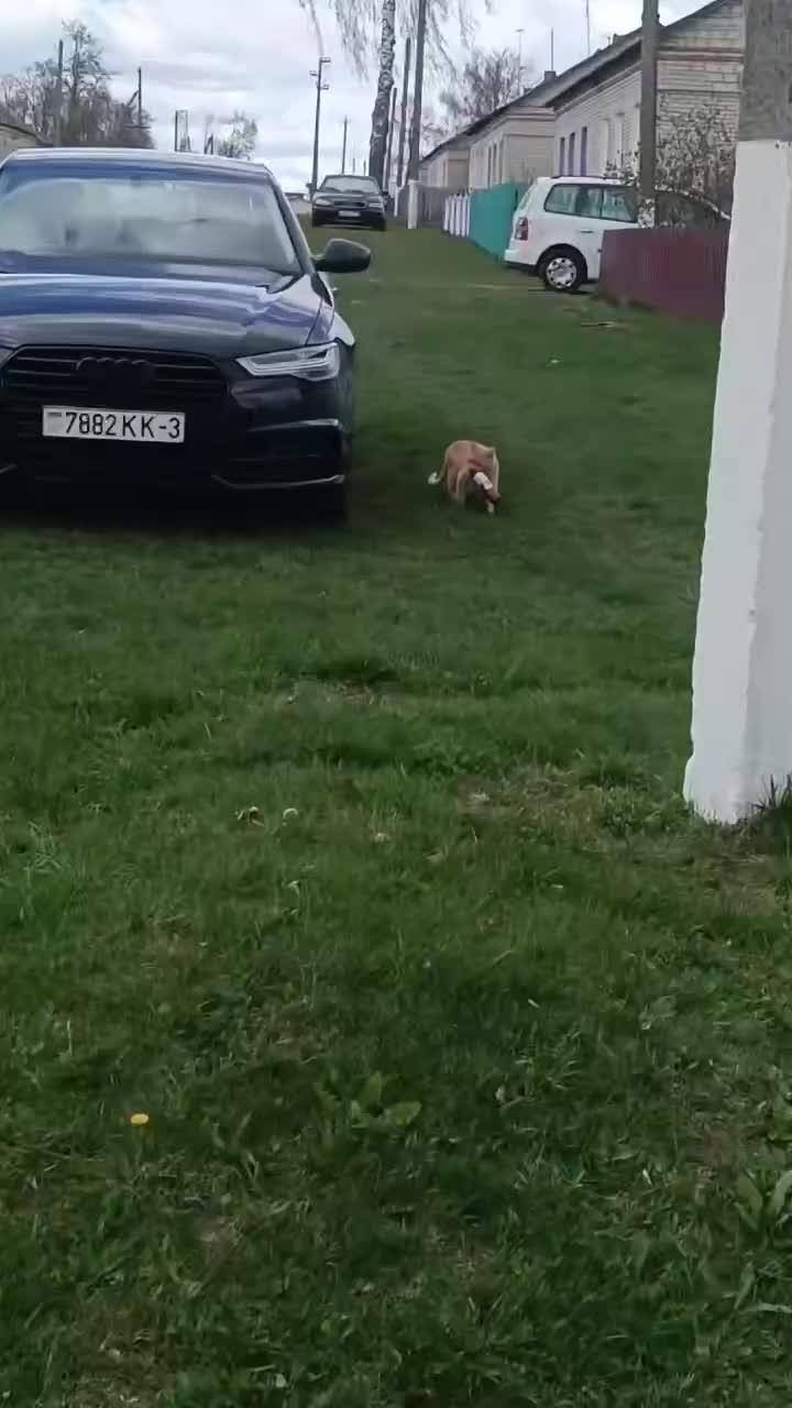 #Милые #видео #животные