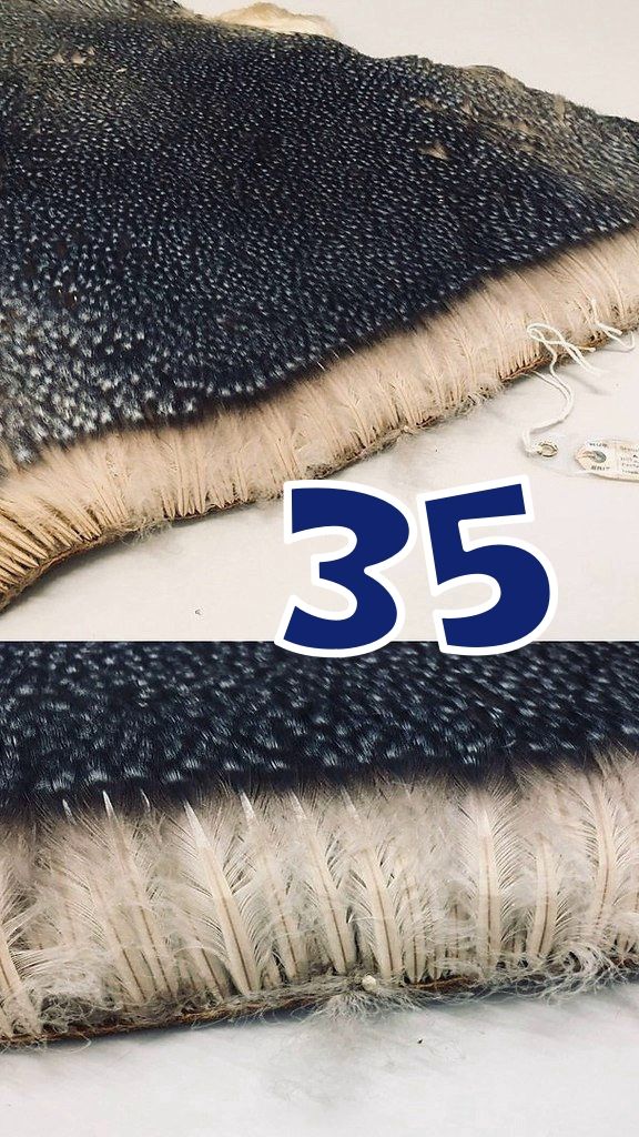 СЕКРЕТ ОПЕРЕНИЯ ПИНГВИНОВ - КОРОТКИЕ ИНТЕРЕСНЫЕ ФАКТЫ #35