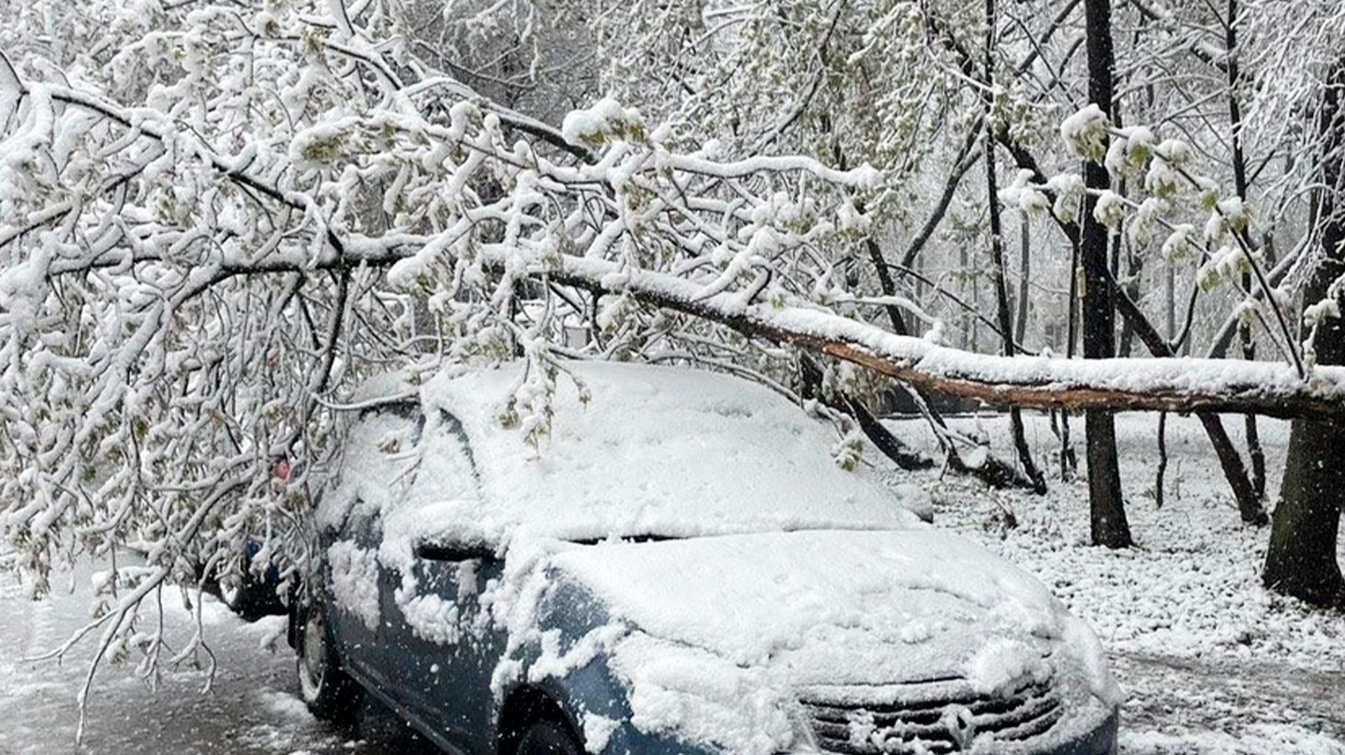 Метель выдирала деревья с корнем. Какой урон Москве и области нанес апрельский «снегопокалипсис»?