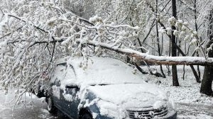 Метель выдирала деревья с корнем. Какой урон Москве и области нанес апрельский «снегопокалипсис»?