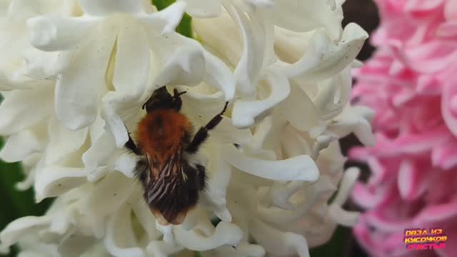 Первые цветы весны на даче .
