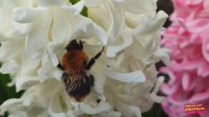 Первые цветы весны на даче .