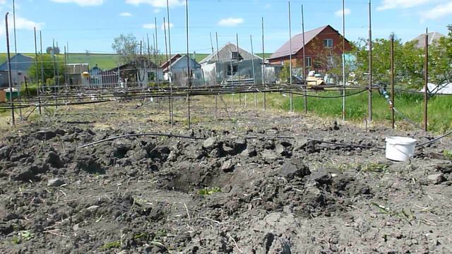 Черенки винограда часть 4. Вегетирующие саженцы.