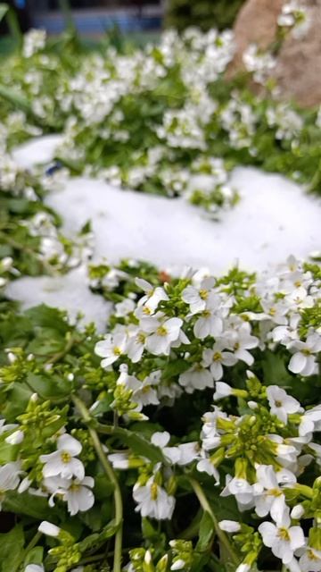 Снег все таки тает. весна 29-04-2026