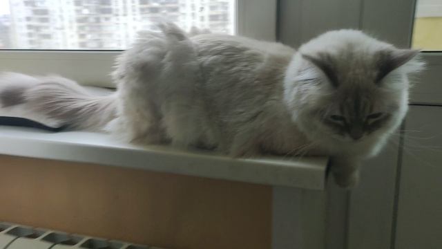 показания кошки