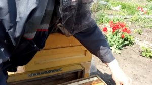 Развитие пчел холодном апреле. Ещё одна семейка на нашей пасеке.