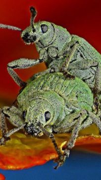 Бедняга не дотягивается до поручня. 😂❤