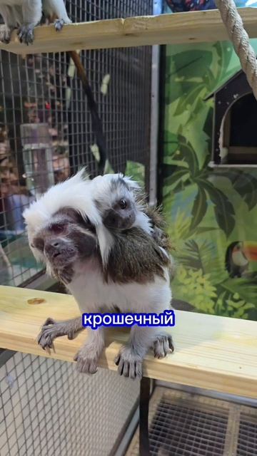 кенгуру Бенетта