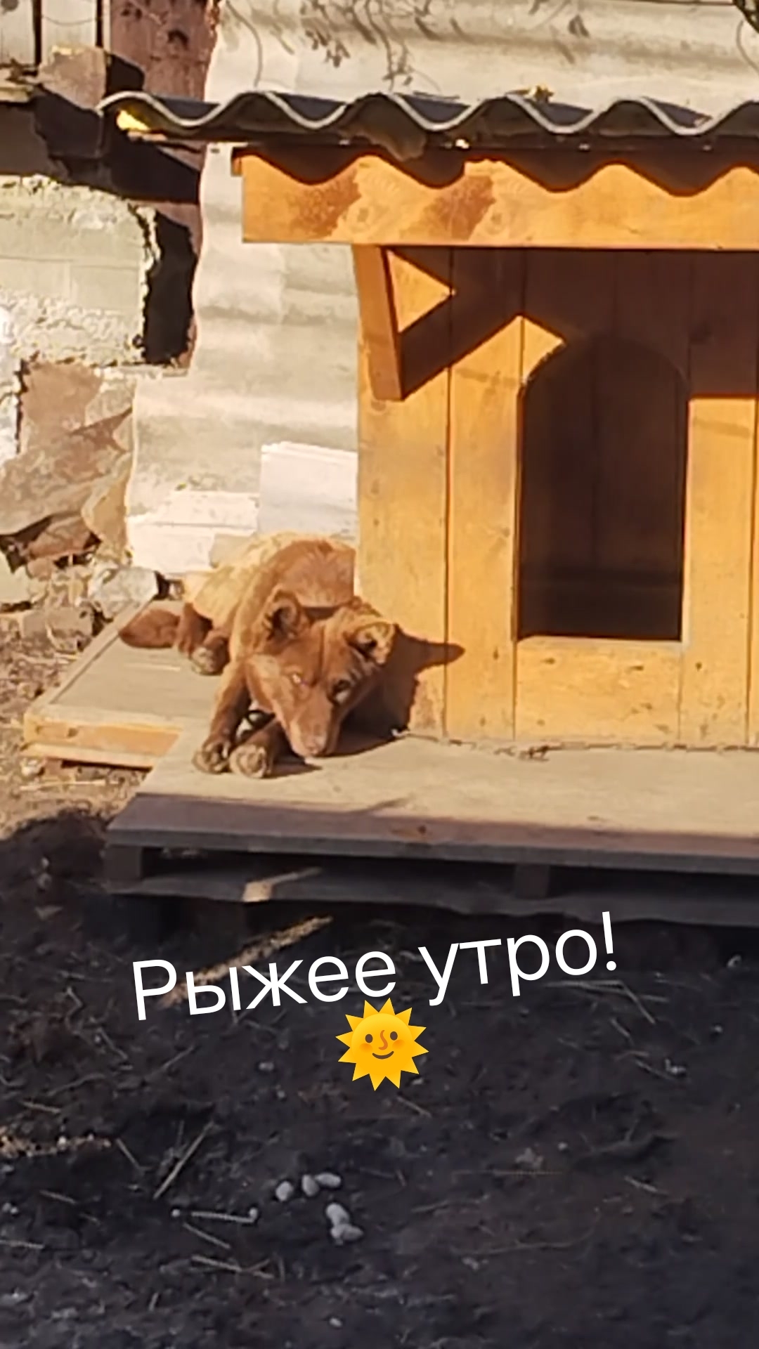 Мишка! Желает Вам добра!🌞❤️  29-04-2026