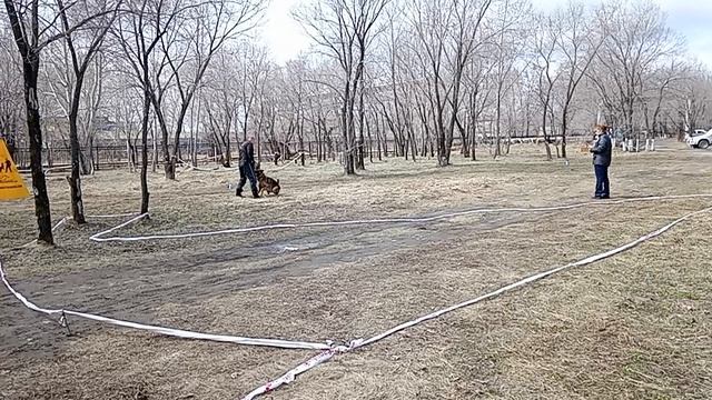 1 Отл. КЧК Pacific Rim DEIMON Лучшая защита! №14. КОМСОМОЛЬСК-НА-АМУРЕ 26 апреля`26 Моно нем/овчарок