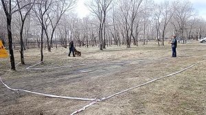 1 Отл. КЧК Pacific Rim DEIMON Лучшая защита! №14. КОМСОМОЛЬСК-НА-АМУРЕ 26 апреля`26 Моно нем/овчарок