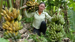 Собираю спелые желтые бананы, отнесла их на рынок.  Приготовьте свои любимые блюда.