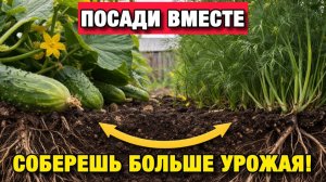 5 пар овощей, которые усиливают друг друга: больше урожая без удобрений