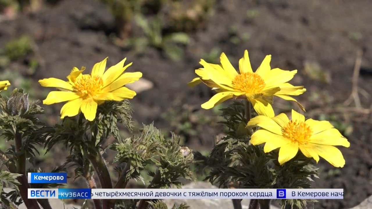 Сорвал подснежник – и кандык: кузбассовцам рассказали, за какие цветы можно попасть под статью