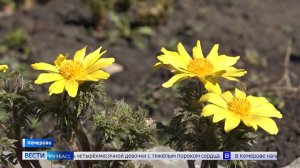 Сорвал подснежник – и кандык: кузбассовцам рассказали, за какие цветы можно попасть под статью