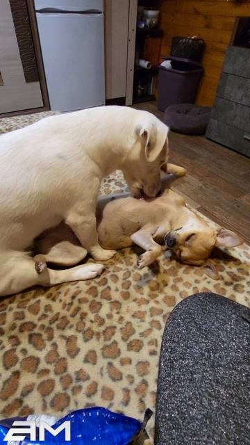 Спа для Чики