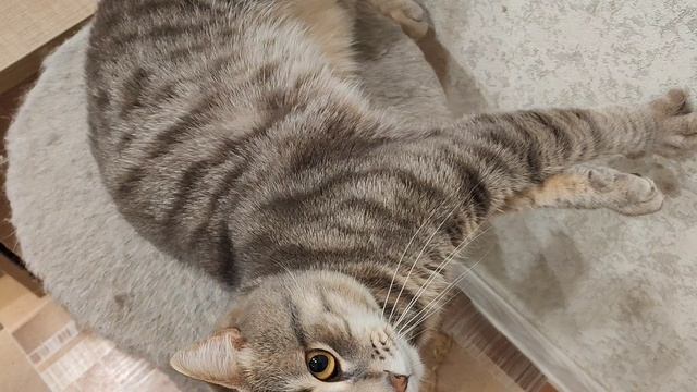 самый счастливый кот в деревне