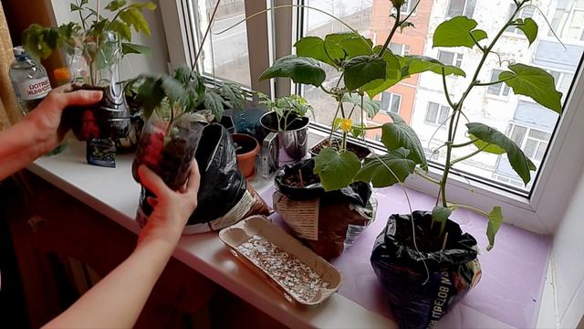 ОГУРЦЫ- ПОМИДОРЫ