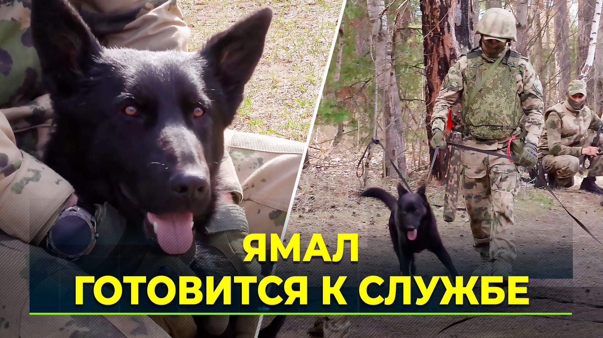 Ямальский кинолог Росгвардии проходит обучение в Тюмени