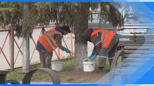 29.04.2026    В Киселёвске белят деревья