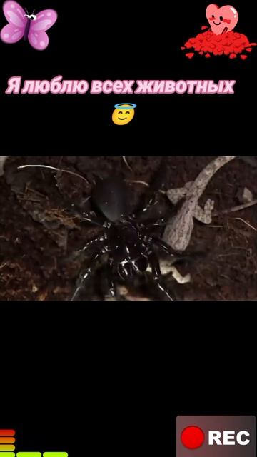 Животные приколы и не только😅