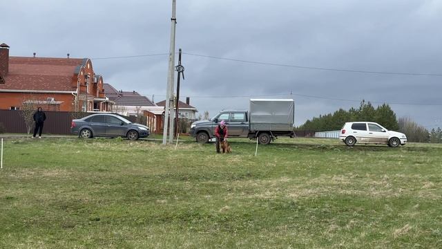 2.  выраженоперв ИВОР Ф. КАЙЗЕР Варгас из Белого Яра  Zumba Gelezinis Vilkas