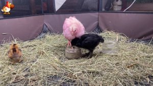 Три цыплёнка разных пород устроили пир на соломе 🐥 (4)