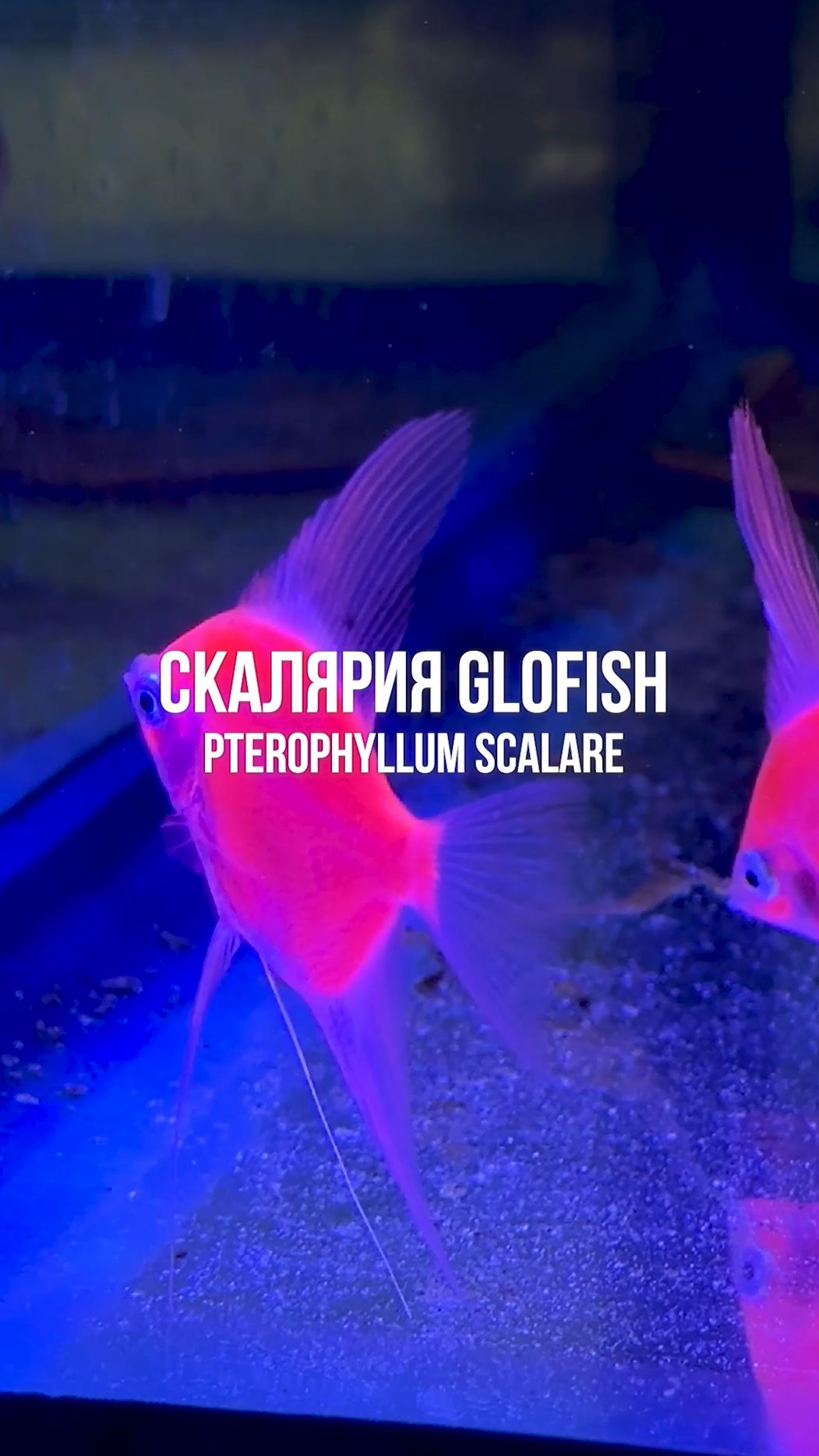 Скалярия GloFish