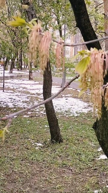 Конец апреля в Москве 
#апрель2026 #москва2026 #скоромай